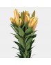 Lily 3+ (Imported) - Orange Sunset (5 Stems)