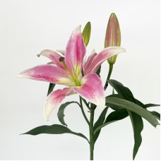 Lily (Imported) - Profundo (5 Stems)
