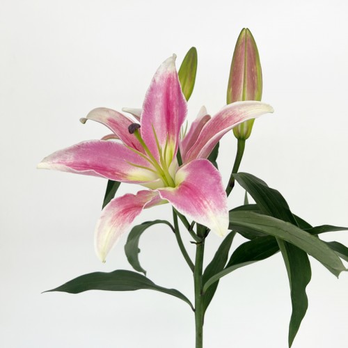 Lily (Imported) - Profundo (5 Stems)