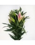 Lily (Imported) - Profundo (5 Stems)