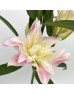 Lily 4+  (Imported) - Red Ribbon (5 Stems)