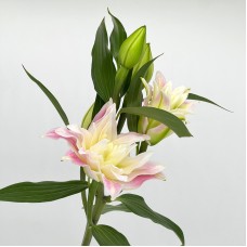 Lily 4+  (Imported) - Red Ribbon (5 Stems)