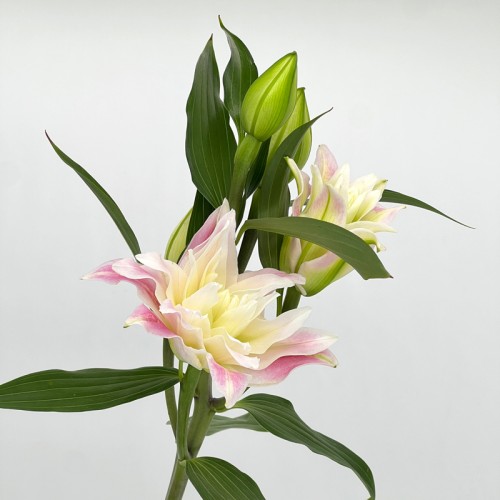 Lily 4+  (Imported) - Red Ribbon (5 Stems)