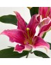 Lily 3+  (Imported) - Sinor Red / Viviana (5 Stems)