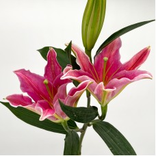Lily 3+  (Imported) - Sinor Red / Viviana (5 Stems)