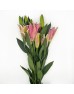 Lily 3+  (Imported) - Sinor Red / Viviana (5 Stems)