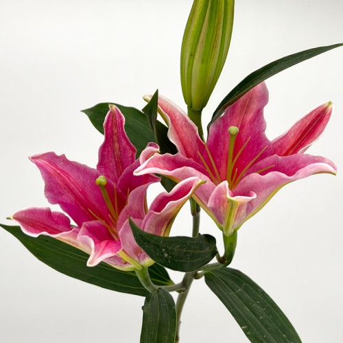 Lily 3+  (Imported) - Sinor Red / Viviana (5 Stems)