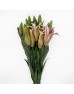 Lily 3+ (Imported) - Sunset (5 Stems)