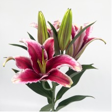 Lily 3+ (Imported) - Sunset (5 Stems)