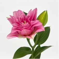 Lily (Imported) - Youth (5 Stems)