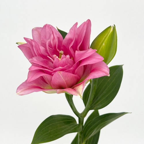 Lily (Imported) - Youth (5 Stems)