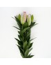 Lily (Imported) - Youth (5 Stems)