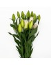 Lily  (Imported) - Zinfandel (5 Stems)