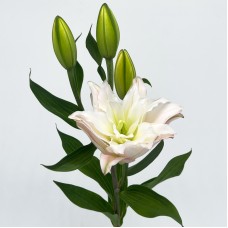 Lily  (Imported) - Zinfandel (5 Stems)