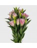 Lily (Imported) - Diana (5 Stems)