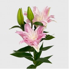 Lily (Imported) - Diana (5 Stems)