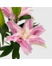 Lily (Imported) - Diana (5 Stems)