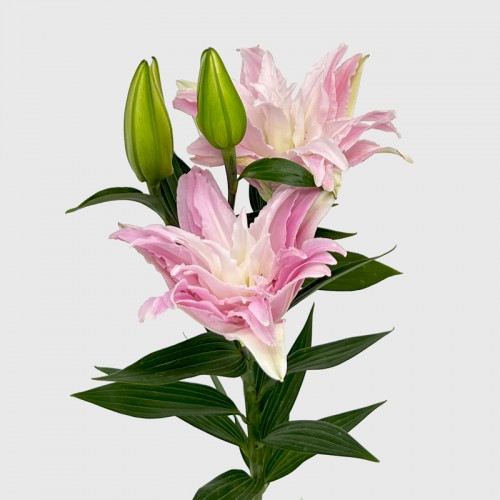 Lily (Imported) - Diana (5 Stems)