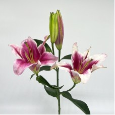 Lily (Imported) - Hongfu (5 Stems)