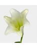 Lily Madonna (Iocal) - (5 Stems)