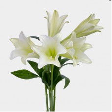 Lily Madonna (Iocal) - (5 Stems)