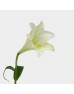 Lily Madonna (Iocal) - (5 Stems)