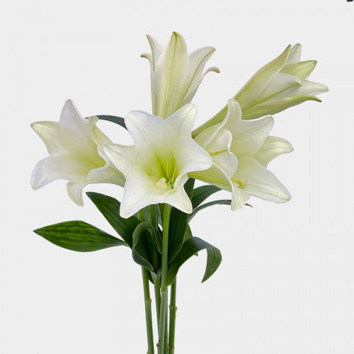 Lily Madonna (Iocal) - (5 Stems)