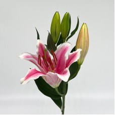 Lily 3+ (Imported) - Marlon Pink (5 Stems)
