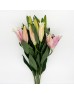 Lily 3+ (Imported) - Marlon Pink (5 Stems)