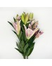 Lily (Imported) - Parasol (5 Stems)