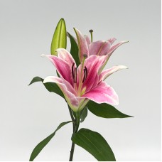 Lily (Imported) - Parasol (5 Stems)