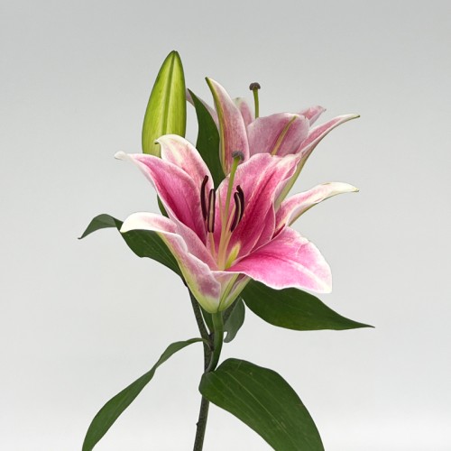 Lily (Imported) - Parasol (5 Stems)