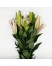 Lily 4+ (Iocal) - Robina (5 Stems)