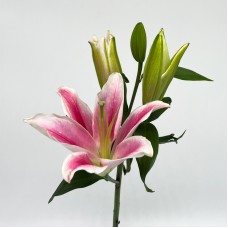 Lily 4+ (Iocal) - Robina (5 Stems)