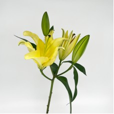Lily 3+ (Imported) - Serrano Yellow (5 Stems)