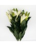 Lily (Imported) - Siberia White / Casablanca (5 Stems)