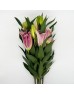Lily (Imported) - Tarrango (5 Stems)