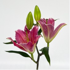 Lily (Imported) - Tarrango (5 Stems)