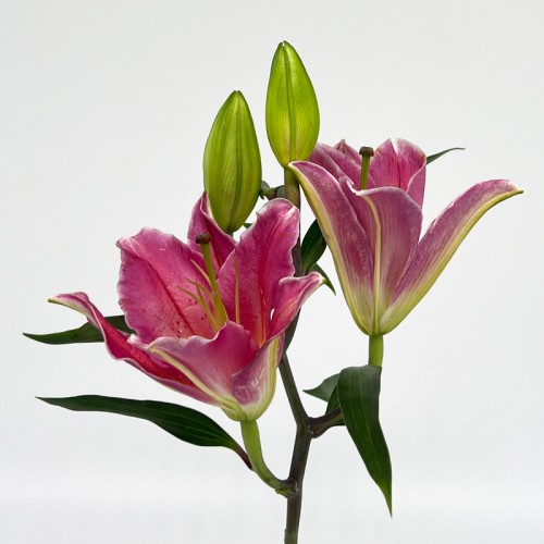 Lily (Imported) - Tarrango (5 Stems)