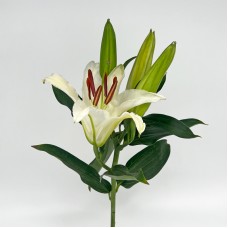 Lily (Imported) - Siberia White / Casablanca (5 Stems)
