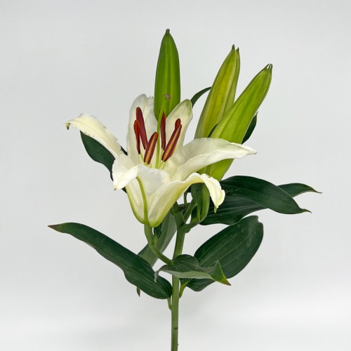 Lily (Imported) - Siberia White / Casablanca (5 Stems)