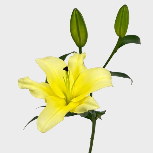 Lily 3+ (Imported) - Serrano Yellow (5 Stems)
