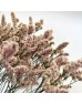 Limonium Sinense (Imported) - Pink (2 Stem)