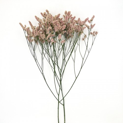 Limonium Sinense (Imported) - Pink (2 Stem)