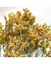 Limonium Sinense (Imported) - Yellow (2 Stem)