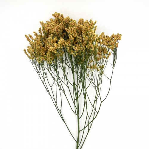 Limonium Sinense (Imported) - Yellow (2 Stem)