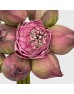 Lotus Flower (Imported) - (10 Stems) Lotus Flower (Imported) - (10 Stems)