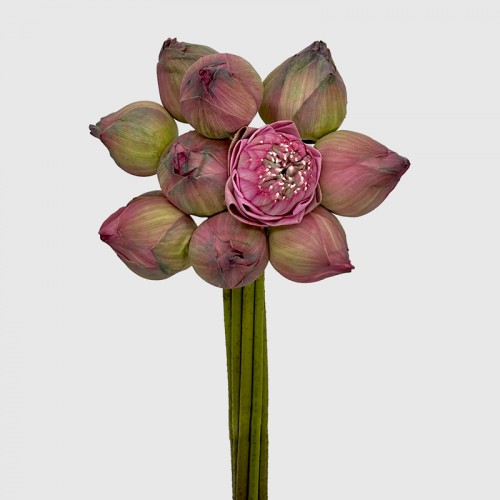 Lotus Flower (Imported) - (10 Stems) Lotus Flower (Imported) - (10 Stems)