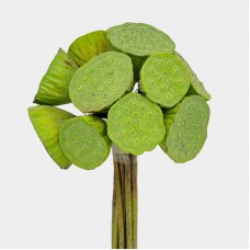 Lotus Seed (Local) - (10 Stems)