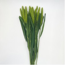 Lotus Valley (Imported) - Green (10 Stems) Lotus Valley (Imported) - Green (10 Stems)